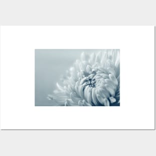 Chrysanthemum Flower Posters and Art